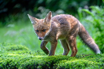 Fototapeta premium Young Red Fox (Vulpes vulpes) searching for food and water in the forest of Noord-Brabant in the Netherlands