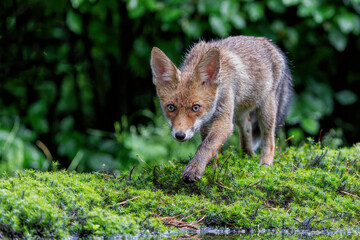 Fototapeta premium Young Red Fox (Vulpes vulpes) searching for food and water in the forest of Noord-Brabant in the Netherlands