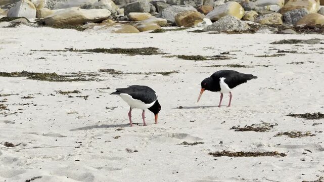 Australian pied oystercatchers forage for food in the sand with their beaks, hunting for small invertebrates at Pebbly Beach, Murramarang National Park, New South Wales, Australia.
