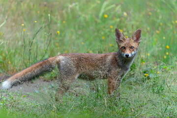 Fototapeta premium Young Red Fox (Vulpes vulpes) searching for food and water in the forest of Noord-Brabant in the Netherlands