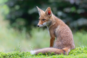 Fototapeta premium Young Red Fox (Vulpes vulpes) searching for food and water in the forest of Noord-Brabant in the Netherlands