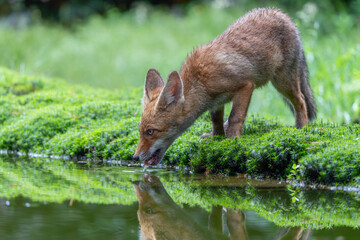 Fototapeta premium Young Red Fox (Vulpes vulpes) searching for food and water in the forest of Noord-Brabant in the Netherlands