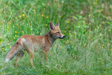 Fototapeta premium Young Red Fox (Vulpes vulpes) searching for food and water in the forest of Noord-Brabant in the Netherlands
