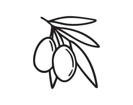  olive branch isolated doodle hand drawn on white background. Outline drawing olive tree branch for menu, logo, greeting cards