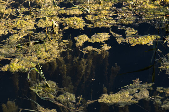 alghe e piante acquatiche varie di colore verde su superficie d'acqua piatta in una palude fluviale