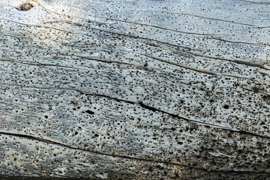 superficie di legno chiaro e sbiadito del tronco di un vecchio albero morto, pieno di piccoli fori fatti da insetti