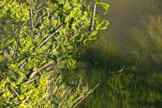 alghe e piante acquatiche varie di colore verde su superficie d'acqua piatta in una palude fluviale