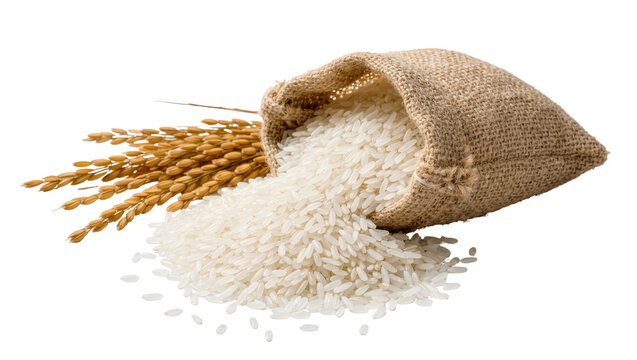 Burlap sack spilling white uncooked rice grains next to golden rice stalks, isolated on transparent background