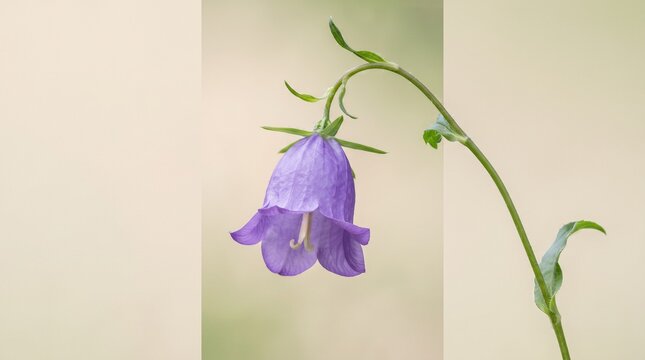 Close-up of a delicate purple bellflower on a green stem against a neutral background