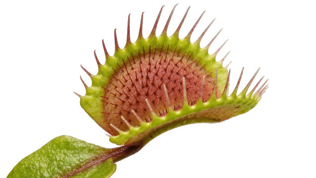 Carnivorous Venus flytrap plant with sharp teeth-like cilia, isolated on transparent background