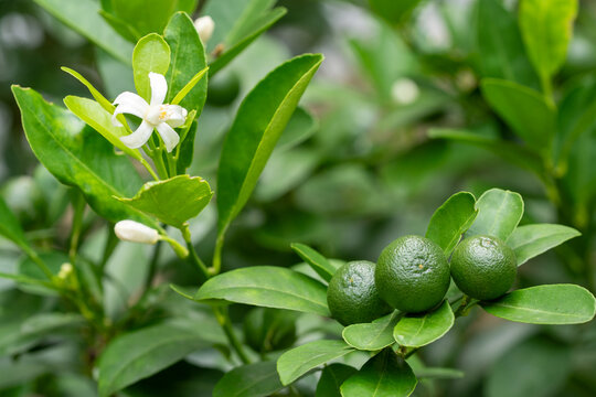 Close-up of white citrus flower and small green orange fruits on tree. Agricultural business concept of organic orchard cultivation and botany background