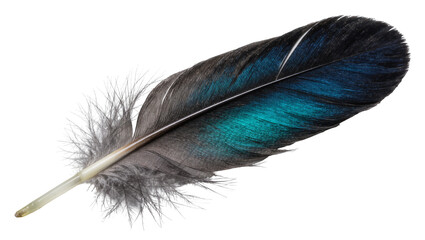 Single iridescent blue and black feather with fluffy grey base, isolated on transparent background © Marcel