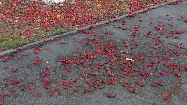 Crushed and trampled apples lying on asphalt near an apple tree, representing fallen fruit, damaged apples, spoiled harvest and the natural cycle of fruit trees.