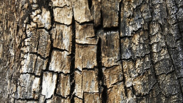 Horizontal view of burnt tree bark texture with deep cracked pattern