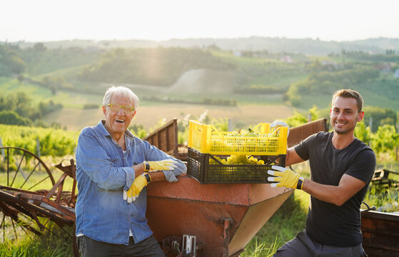 Multigenerational workers collecting grapes for organic wine production - Tradition, farmer lifestyle and small business concept - Main focus on faces - UGC content
