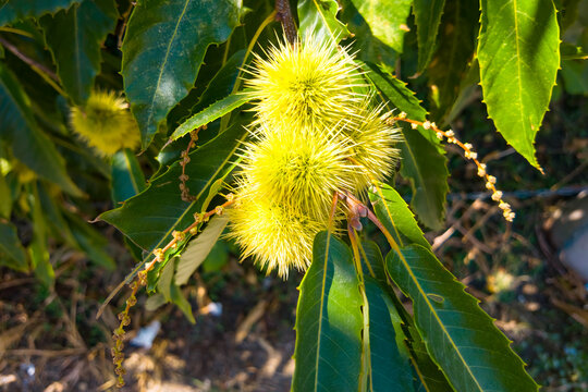 Detailed close-up of several developing sweet chestnut burs hanging among elongated glossy leaves