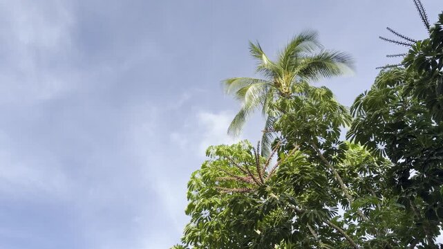 Heptapleurum actinophyllum (Schefflera actinophylla) is a tree in the family Araliaceae. Australian umbrella tree, Queensland umbrella tree, octopus tree and amate. Waikiki, Honolulu, Oahu, Hawaii.	
