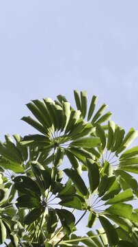 Heptapleurum actinophyllum (Schefflera actinophylla) is a tree in the family Araliaceae. Australian umbrella tree, Queensland umbrella tree, octopus tree and amate. Waikiki, Honolulu, Oahu, Hawaii.	

