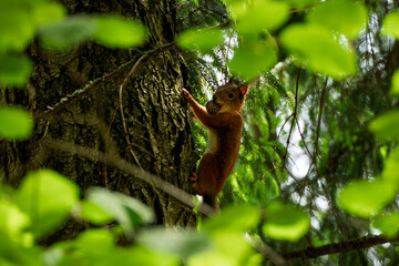 squirrel on tree © Jekaterina