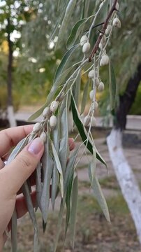 Woman touching the silvery leaves of a narrow-leaved oleaster tree, representing gardening, plant care, nature, urban greenery and interaction with plants.