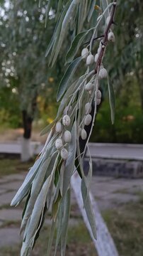 silvery foliage of a narrow-leaved oleaster, illustrating gardening, ornamental plants, plant care, landscaping and natural environments.