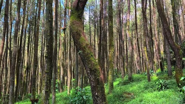 Unique crooked pine tree trunk standing out in dense forest filled with tall straight trees concept of individuality leadership resilience adaptation nonconformity standing out from the crowd backgrou