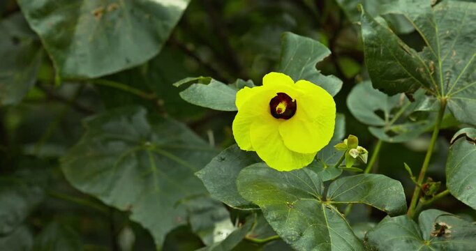 okra flower, yellow flower, bloom, plant, Taipei
