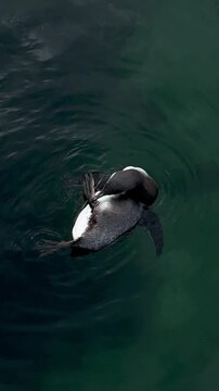 Little penguin swimming and preening in the water