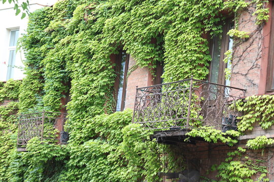 Historic Tbilisi Building Facade Covered in Green Ivy with Wrought Iron Balconies