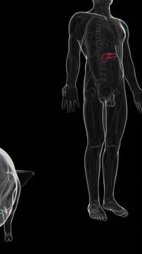 3D medical animation illustrating pancreatic xenotransplantation, transitioning from a pig pancreas to a human pancreas to represent animal-to-human organ transplantation in UHD