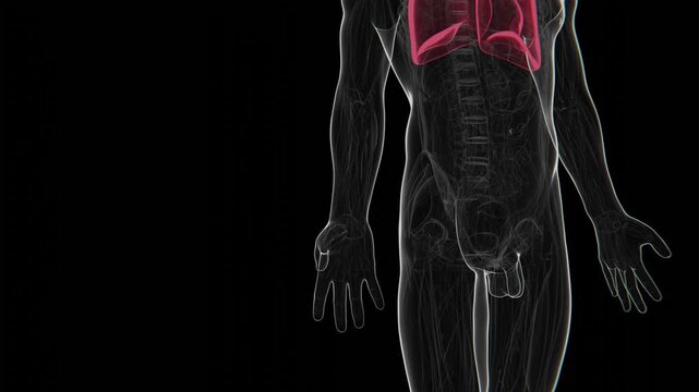 3D medical animation illustrating lung xenotransplantation, transitioning from pig lungs to human lungs to represent animal-to-human organ transplantation in 4K UHD