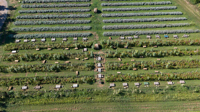 Aerial view of picnic tables arranged in rows among vibrant flower beds and lush green fields at an agritourism farm in Milan, Lombardy, Italy.