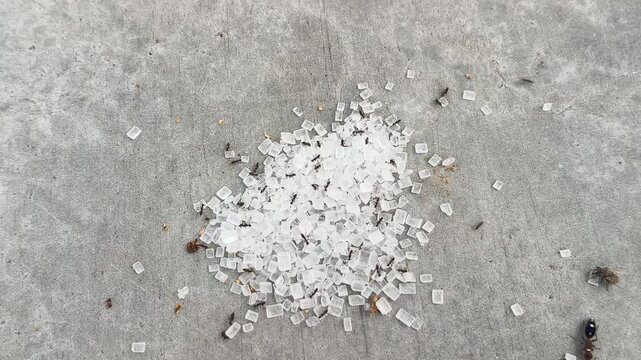 Black ants are carrying grains of white sugar across the floor. Crowding around a central mound of sweet sugar to carrying individual transparent grains across the floor.
