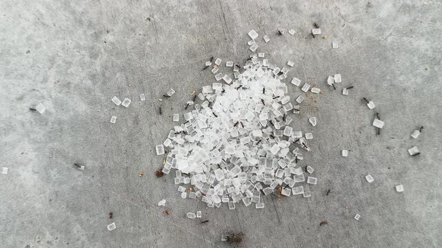 Black ants are carrying grains of white sugar across the floor. Crowding around a central mound of sweet sugar to carrying individual transparent grains across the floor.