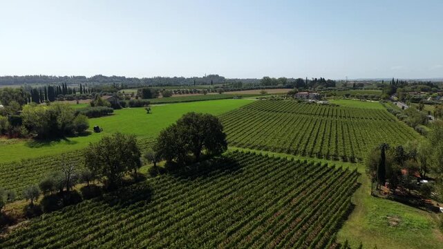 Rows of Lugana vineyards stretch across sunlit fields near Lake Garda, cypress trees and olive groves dot open farmland, distant rolling hills fade into summer haze. Aerial drone flyover shot