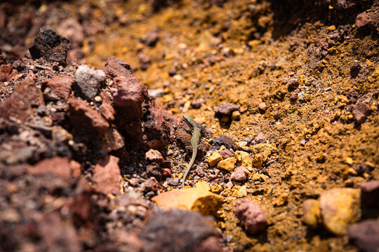 A small lizard climbs vibrant orange rocks at Le Roste di Montieri under the sun. Wildlife demonstrates incredible resilience and adaptation to survive in such harsh eroded environments.