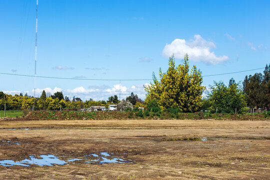 Wet Field and Yellow Blossoms Landscape in Angol Chile