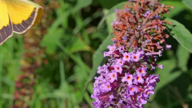 Clouded Yellow (Colias croceus) . Occurring in southern Europe and North Africa, this is a summer migrant to the UK. Here feeding and flying away from a Buddleya flower in  slow motion