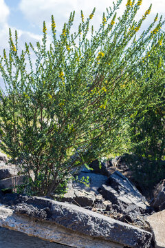 A resilient green shrub with bright yellow blossoms emerging between dark rocks