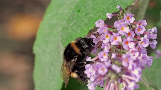 Buff-tailed bumblebee (Bombus terrestris) feeding and taking off in slow motion from a Buddleya flower in Cornwall, UK