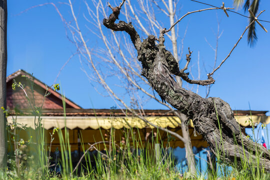 Old Gnarled Grapevine Trunk in Sunny Maule Chile