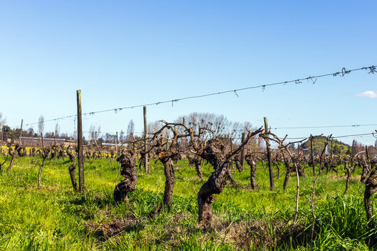 Pruned Vineyard Rows in Early Season Maule Chile