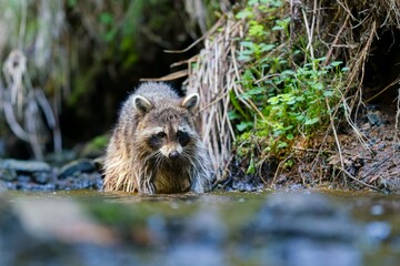 A northern raccoon stands by a forest stream. A beautiful raccoon in the nature habitat. Wildlife scene with a common raccoon . Procyon lotor © Monikasurzin