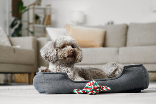 Pet care and companionship, small poodle dog resting in a cozy bed with a rope toy in a comfortable modern living room interior