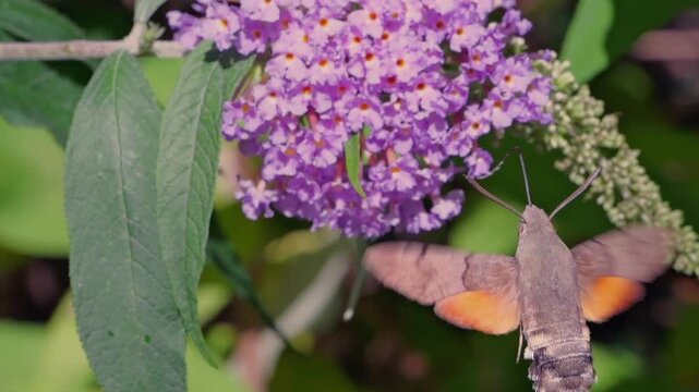 hummingbird hawk-moth (Macroglossum stellatarum) feeding in slow motion on a Buddleya flower in Cornwall, UK. These moths hover and feed similarly to hummingbirds, an example of convergent evolution