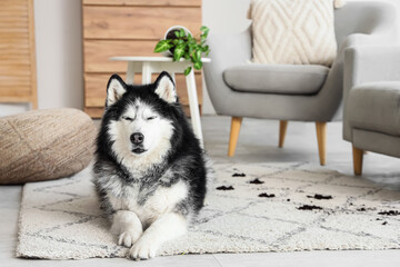 Husky dog lying on carpet with muddy paw prints in living room © Pixel-Shot