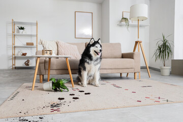 Cute Husky dog with muddy paw prints on carpet at home © Pixel-Shot