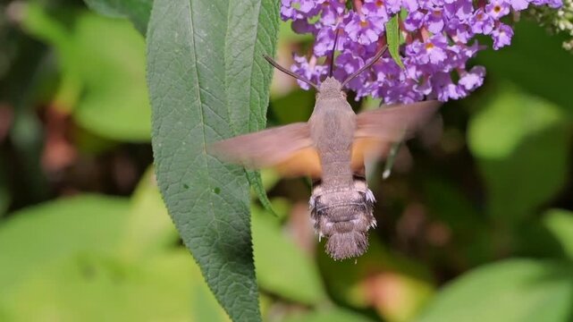 hummingbird hawk-moth (Macroglossum stellatarum) feeding in slow motion on a Buddleya flower in Cornwall, UK. These moths hover and feed similarly to hummingbirds, an example of convergent evolution