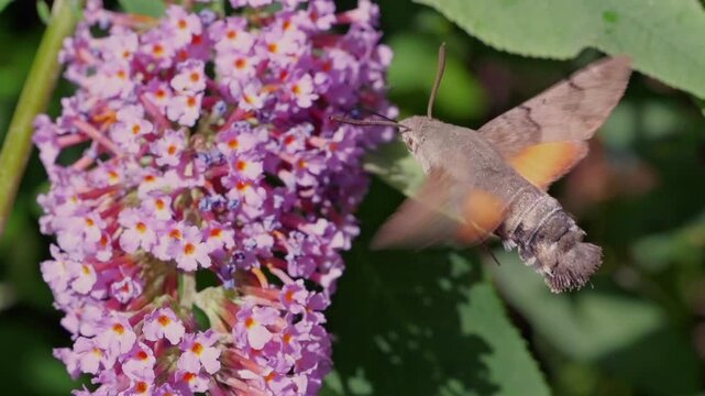 hummingbird hawk-moth (Macroglossum stellatarum) feeding in slow motion on a Buddleya flower in Cornwall, UK. These moths hover and feed similarly to hummingbirds, an example of convergent evolution