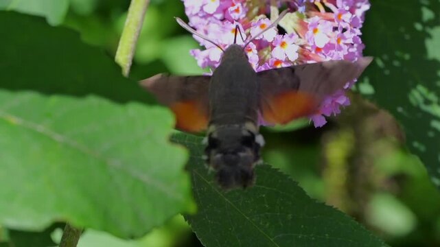 hummingbird hawk-moth (Macroglossum stellatarum) feeding in slow motion on a Buddleya flower in Cornwall, UK. These moths hover and feed similarly to hummingbirds, an example of convergent evolution